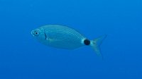 090 Oblade (Oblada melanura)